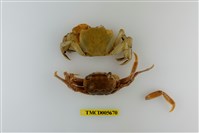 藏品(中型東方蟹)的圖片